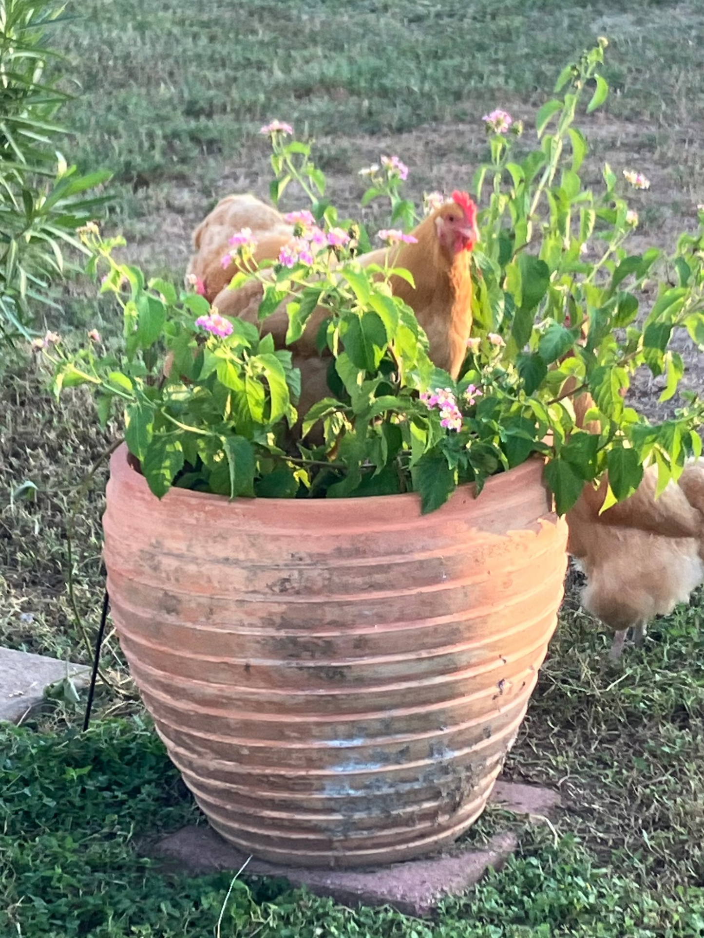 Two chickens near a large terracotta pot with plants on a grassy area.