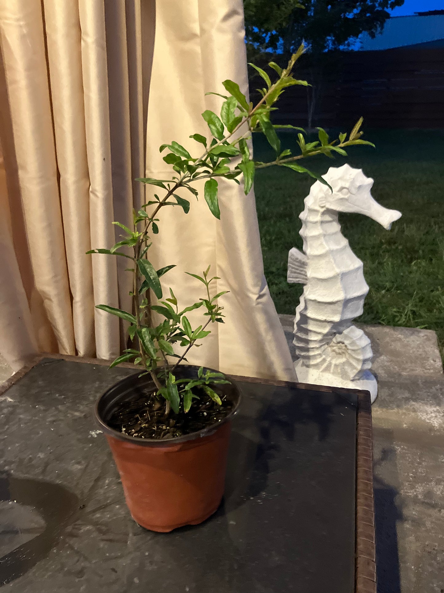 Salavatski Pomegranate (Med Lg)