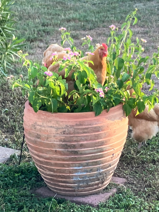 Two chickens near a large terracotta pot with plants on a grassy area.