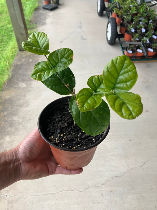 Grand Duke Jasmine (Med Lg)