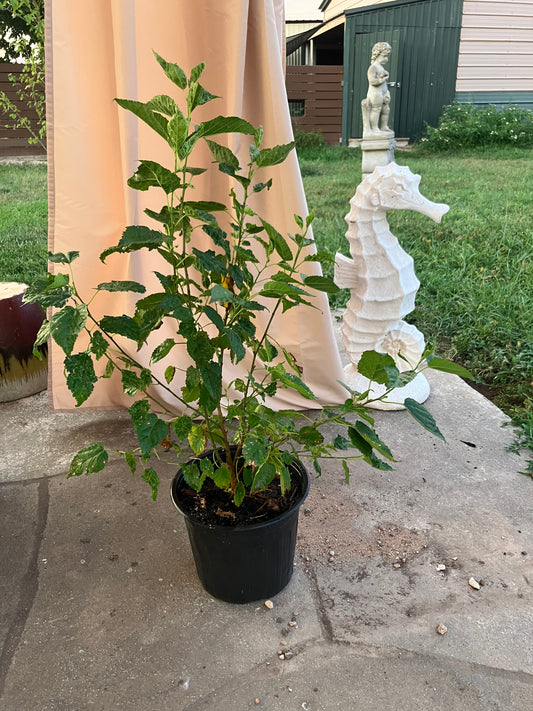Everbearing Mulberry (Med Lg)