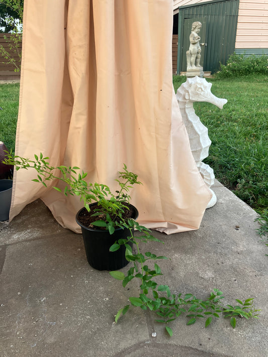 Peggy Martin Climbing Rose (Med Lg)