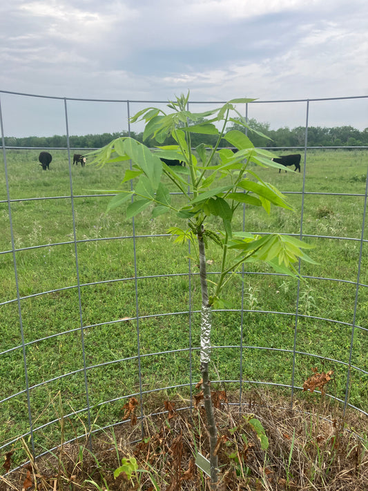 Native Pecan Trees