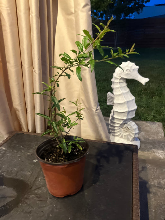 Salavatski Pomegranate (Med Lg)
