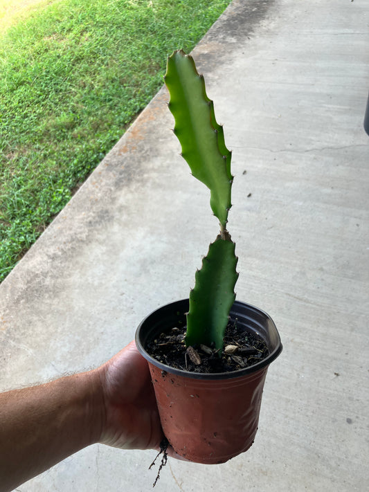 Dragon Fruit Cactus (Sm)